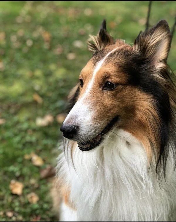 A brown and white collie is sitting on a leash.