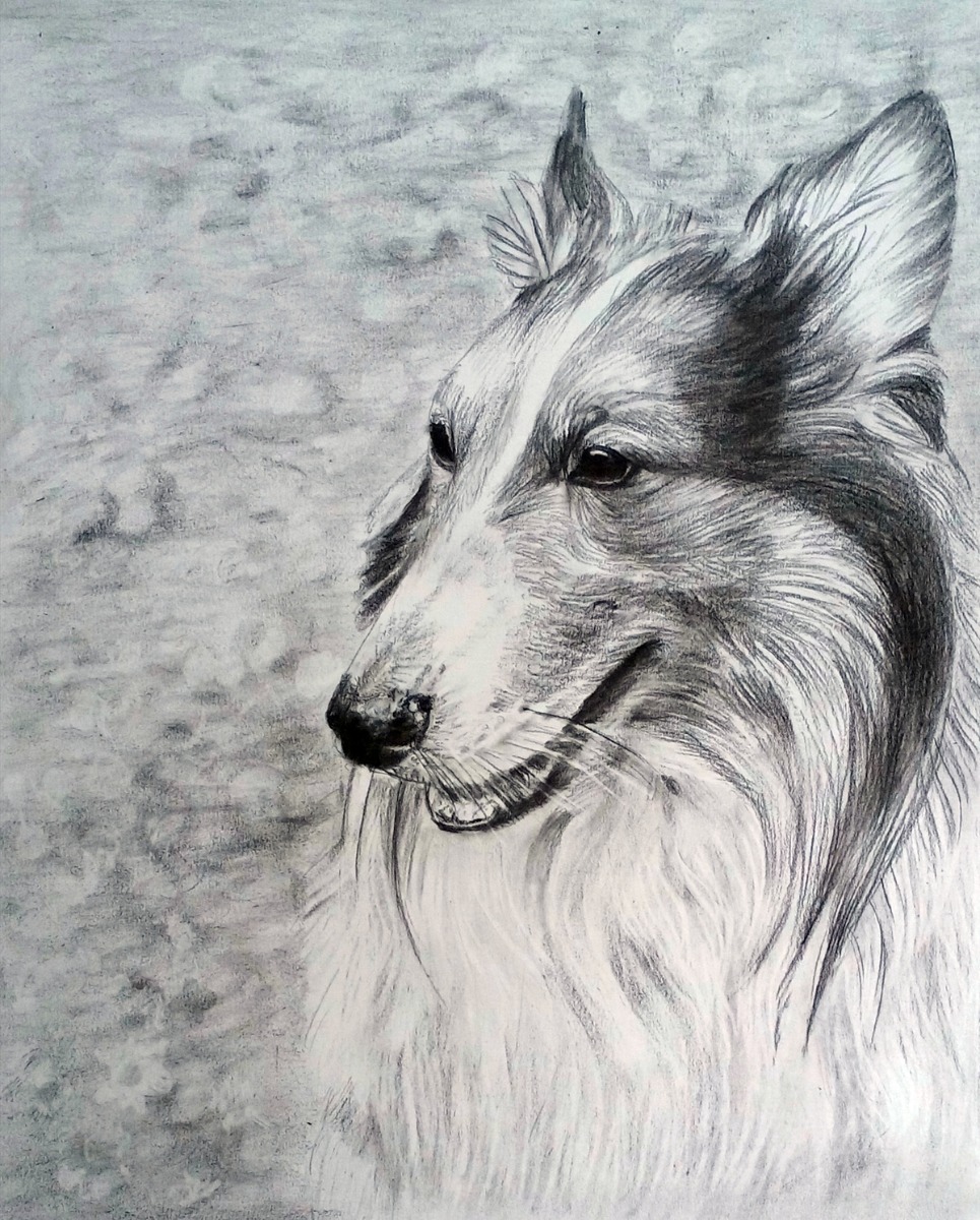 A pencil sketch of a dog.
