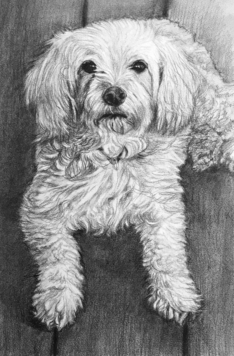 A memorial painting of a beloved white dog in pencil sketch style.