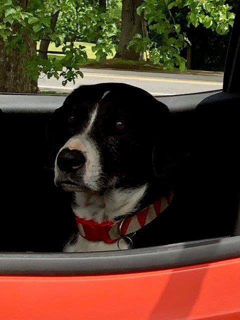 A black and white dog sitting in the back seat of a red car.