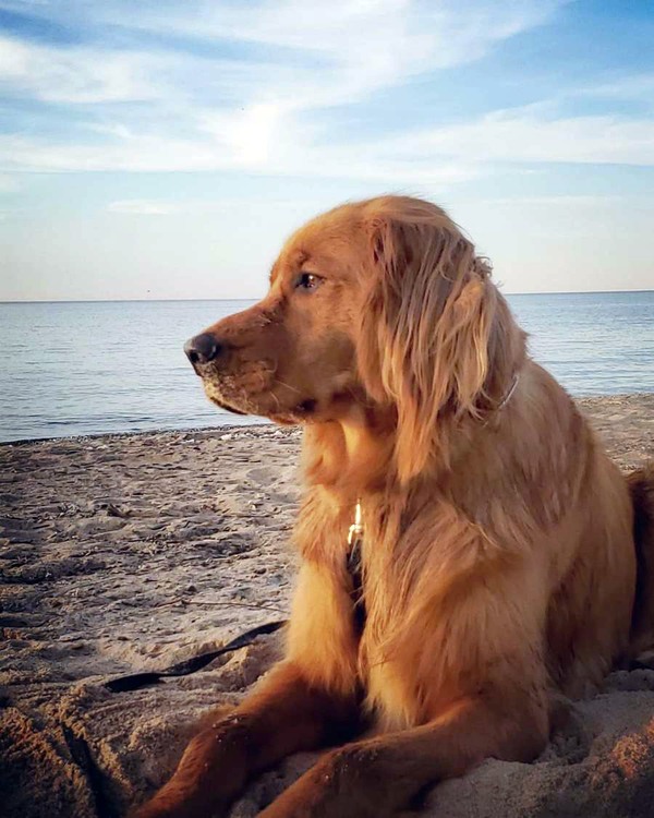 A golden retriever laying on the beach.