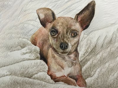 A colorful illustration of a chihuahua resting on a cozy blanket.