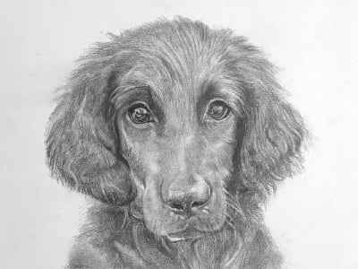 A pencil sketch of a puppy.