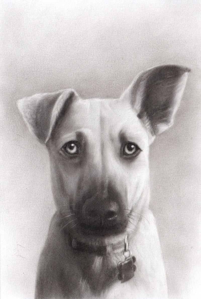 A charcoal dark style drawing of a dog.