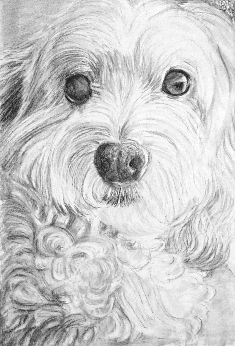 A black and white pencil sketch of a white dog, perfect for memorial gifts for pet loss.