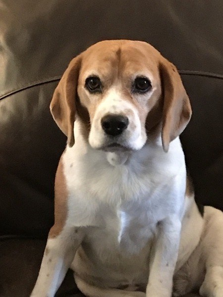 A beagle sitting on a brown leather couch.