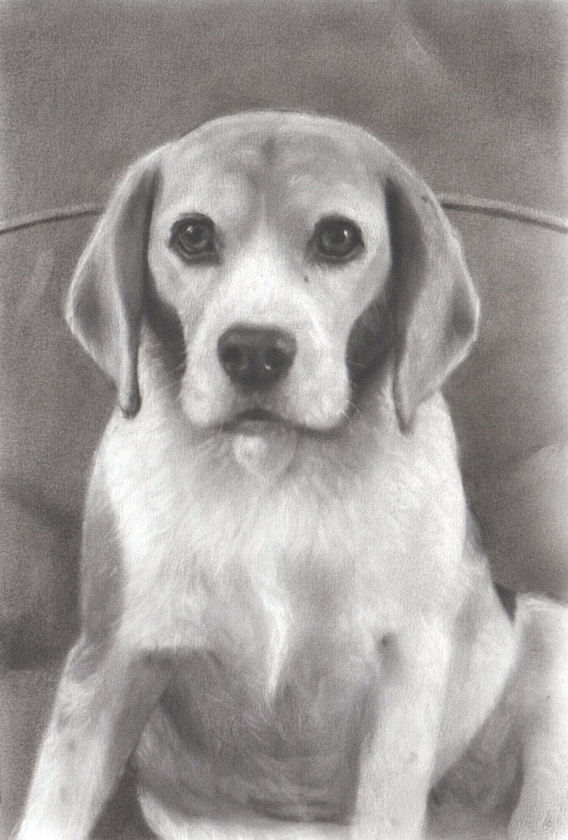 A black and white drawing of a beagle in a charcoal light style.