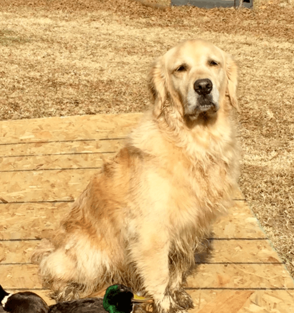 A golden retriever sits on a wooden deck with ducks.
