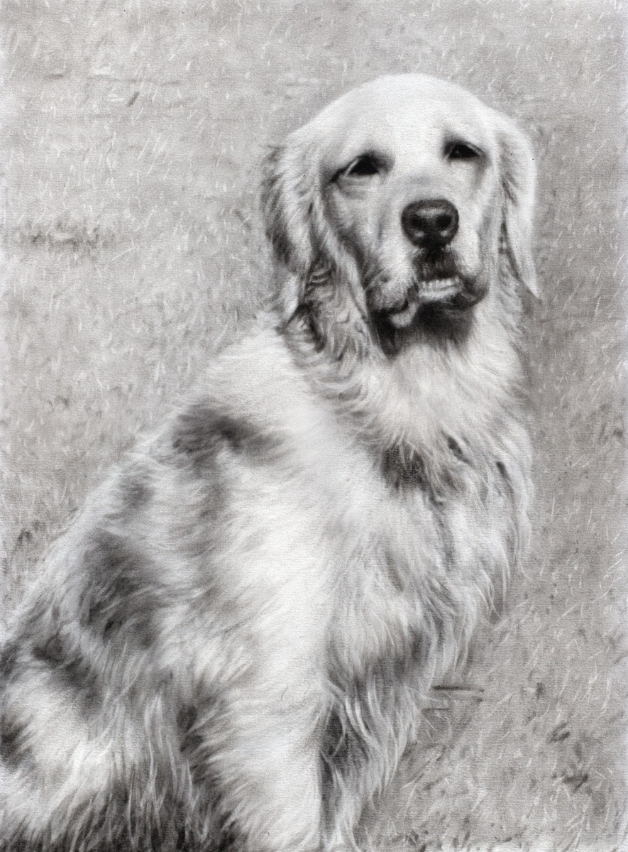 A custom charcoal drawing of a golden retriever, capturing the dark style.