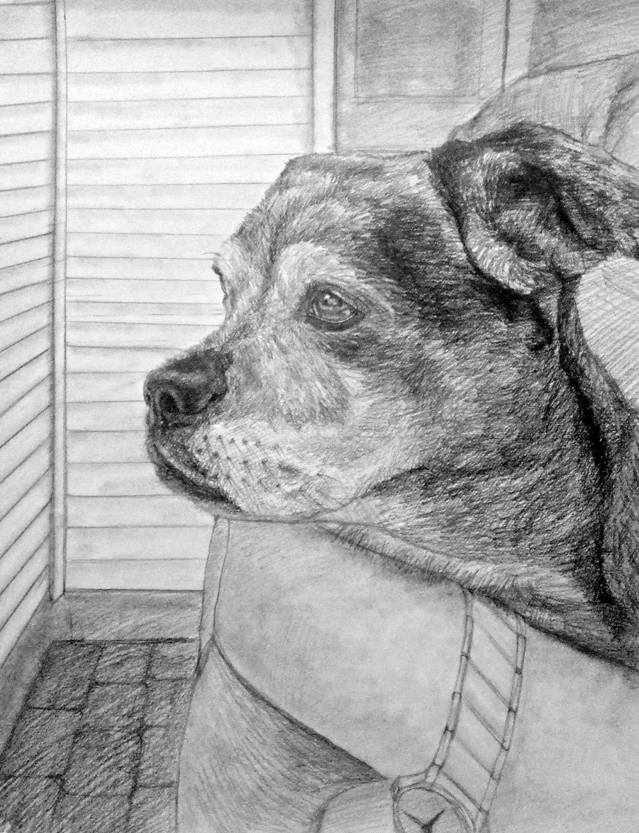 A sketchy pencil drawing of a dog looking out of the window.