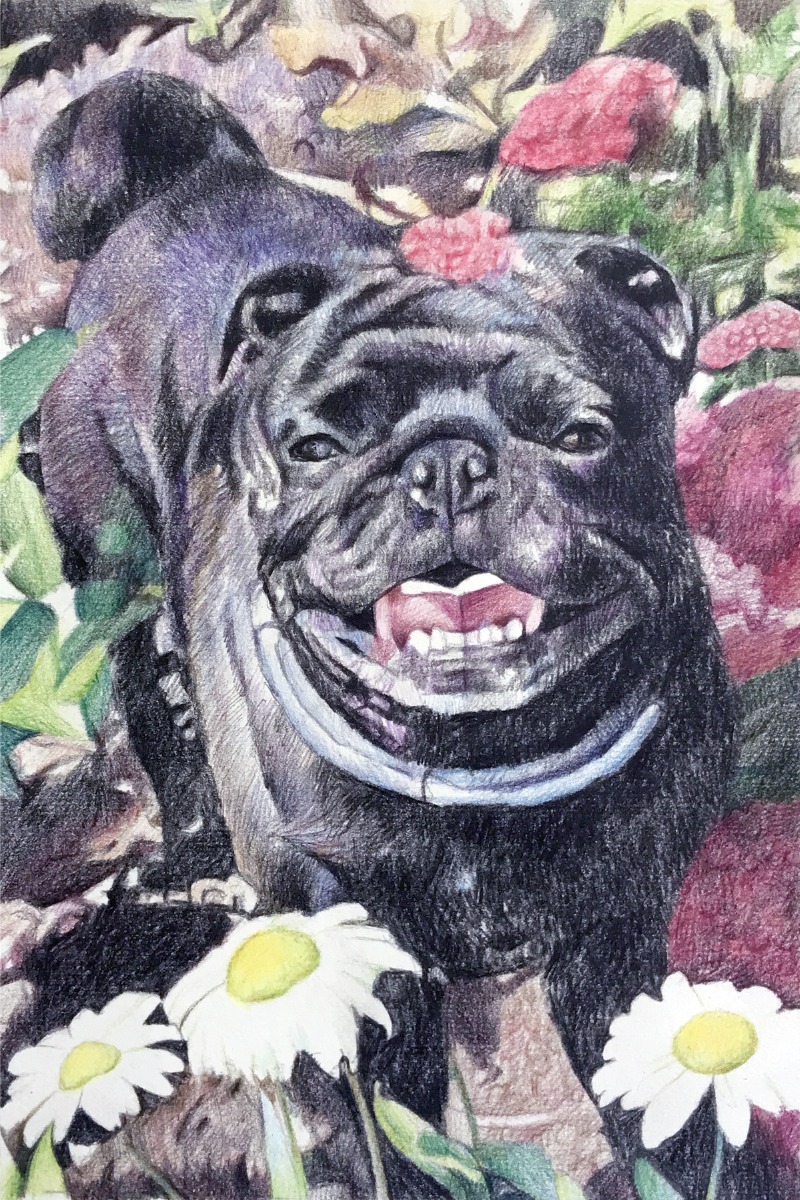 A colorful drawing of a black pug with daisies, perfect for memorial gifts for pet loss.