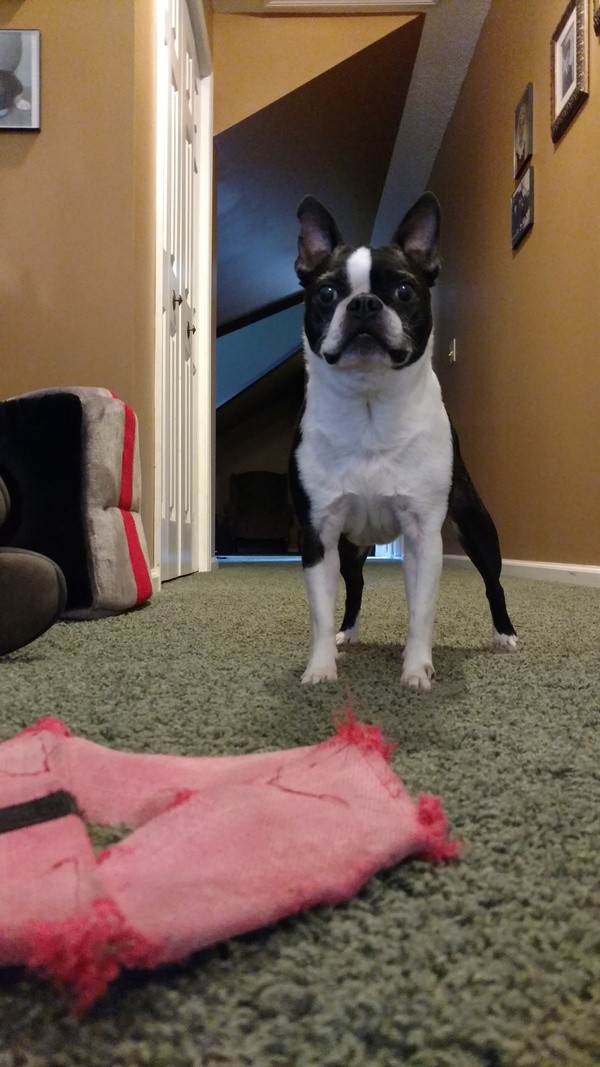A black and white boston terrier standing next to a pink frisbee.