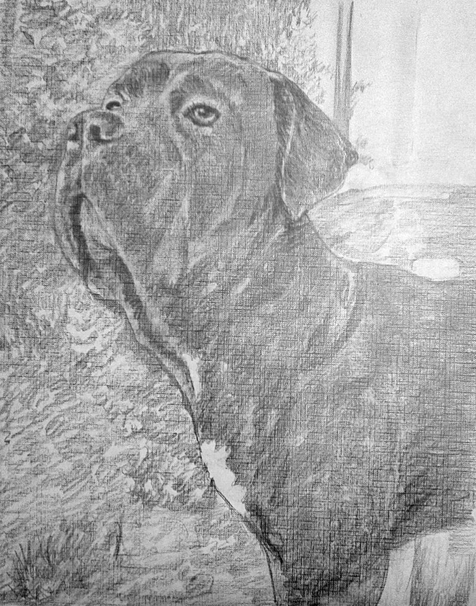 A black and white pencil drawing of a dog in a smooth style.
