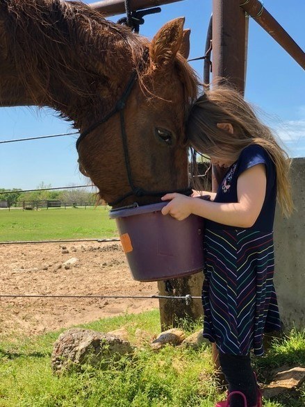A little girl feeding a horse from a bucket.