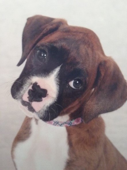 A boxer puppy is looking at the camera.