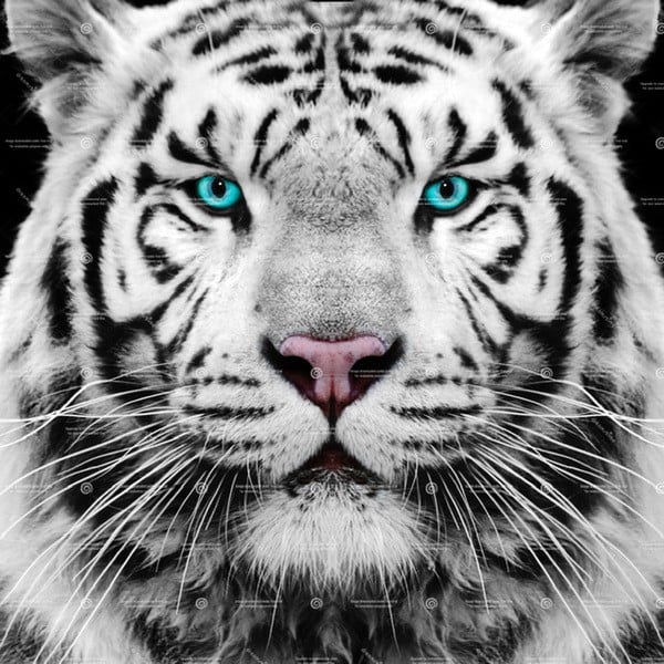 A white tiger with blue eyes on a black background.