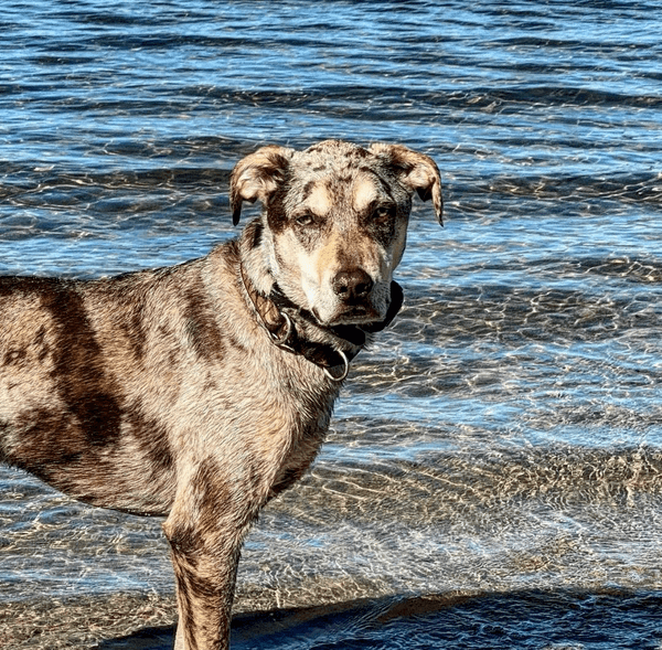 A dog standing in the water near a body of water.