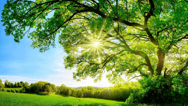 The sun shines through a tree in a green field.