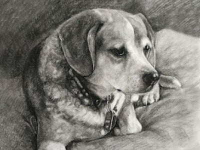 A charcoal-style drawing of a dog laying on a pillow.
