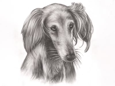 A premium charcoal sketch of a dachshund.