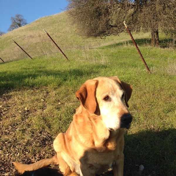 A golden retriever sitting on a grassy field.