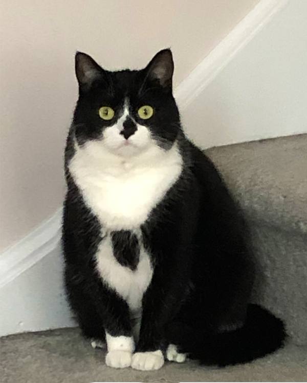 A black and white cat sitting on the stairs.