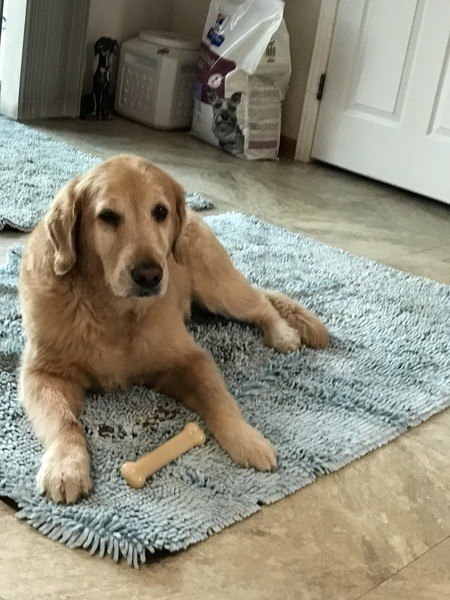 A golden retriever laying on a rug with a bone.