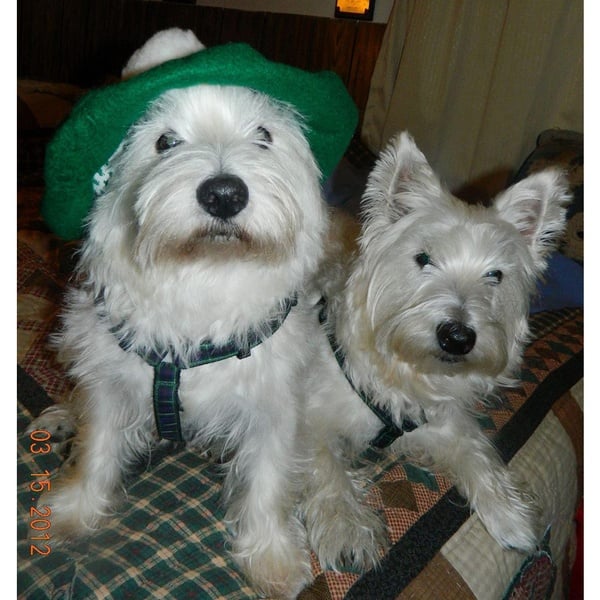 Two white dogs wearing green hats.