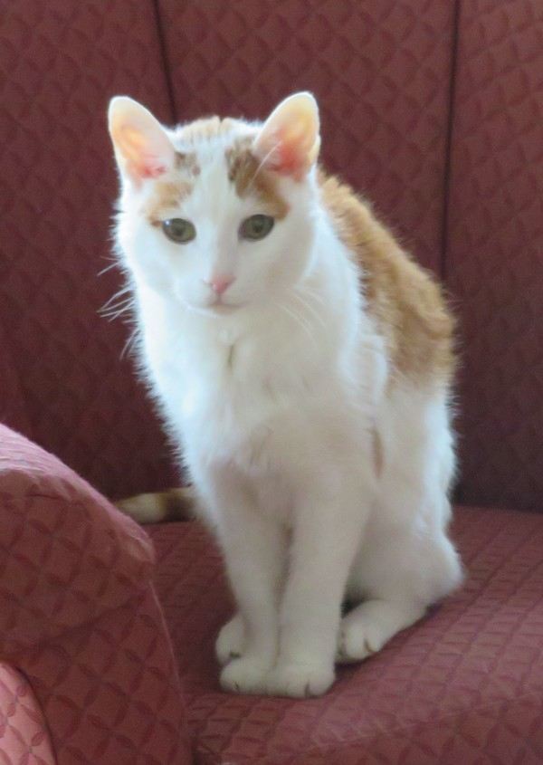 An orange and white cat sitting on a red chair.