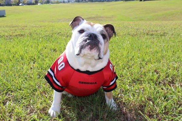 A bulldog wearing a football jersey in the grass.