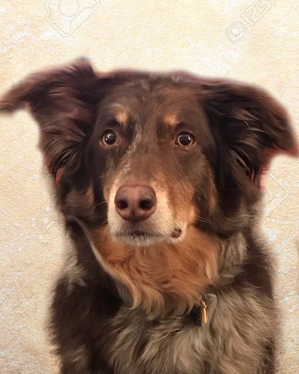 A black and brown dog is looking at the camera.    