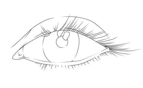 outlines of the eyelids
